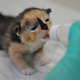 Illustration for article titled Here's a Kitten Named Sprinkles in a Tiny Purple Cast